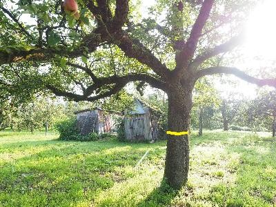 Eine Frau hält einen roten Apfel in der Hand