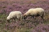 2 Schafe auf einer Weide