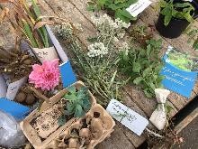 Pflanzentauschtag 28.10.2023 Pflanzentauschtag 28.10.2023