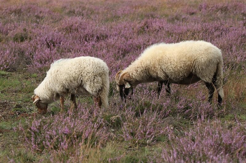 2 Schafe auf einer Weide