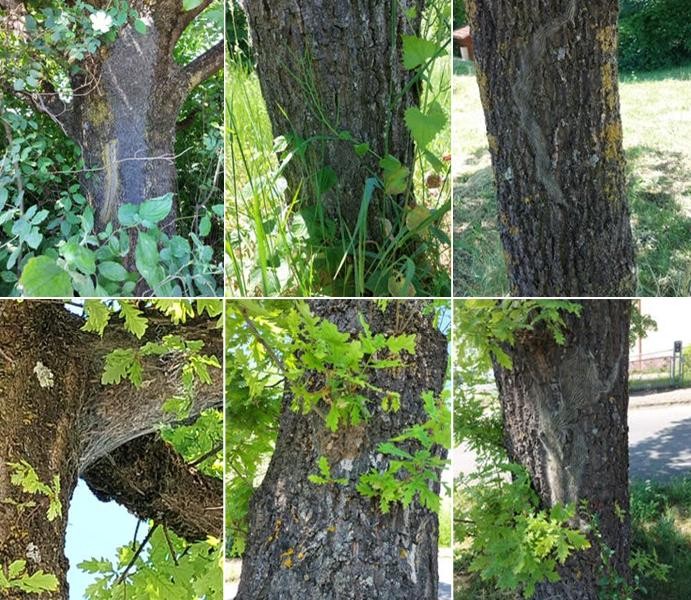 Befallene Bäume mit Nestern des Eichenprozessionsspinners Ein Fachunternehmen hat die Raupen entfernt. Dennoch können aufgrund der hohen Population noch Insekten in Eichen vorhanden sein.