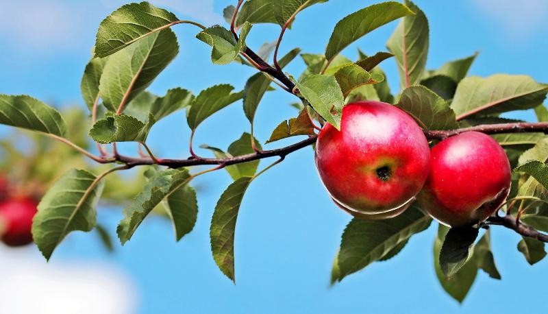 Rathaus Die Stadt bietet eine Obstbaum-Sammelbestellung an