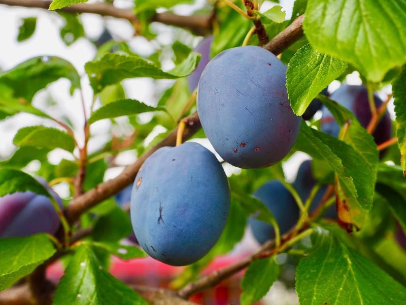 Pflaumen an einem Baum Die Stadt bietet eine Obstbaum-Sammelbestellung an